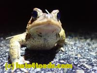 /home//u458753944/public_html/sourcegallery//Roxborough Toad Detour/2022/2022-03-17/P3170865.JPG